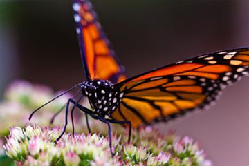zeigt Schmetterling im Schmetterlingspark Uslar